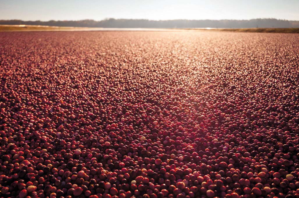 Cranberry harvest. Photo contributed by the Wisconsin State Cranberry Growers Association